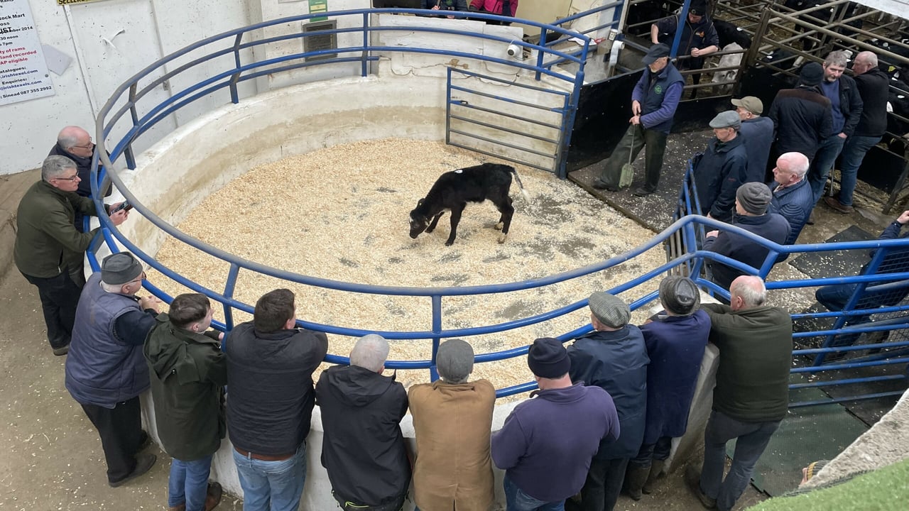 Table: Average prices paid for calves by breed, age and CBV