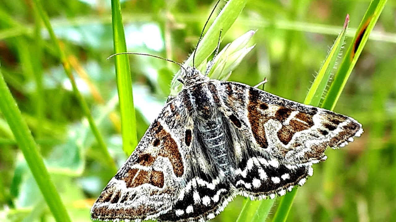 National farmer moth monitoring scheme to be rolled out