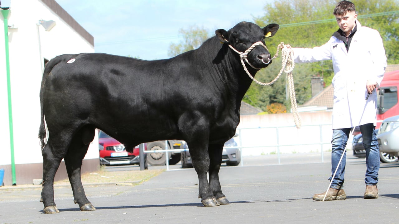 Kilsarlaught Lord Harry Y611 was bred by the Houlihan family in west Cork and sold for €4,500, the second-highest price at the Thurles sale. Image source: IAAA