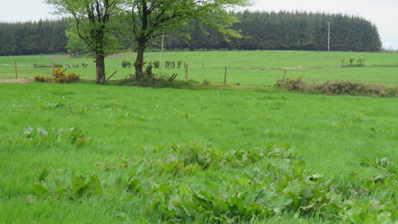Docks can create serious problems in grassland, negatively impacting on productivity 