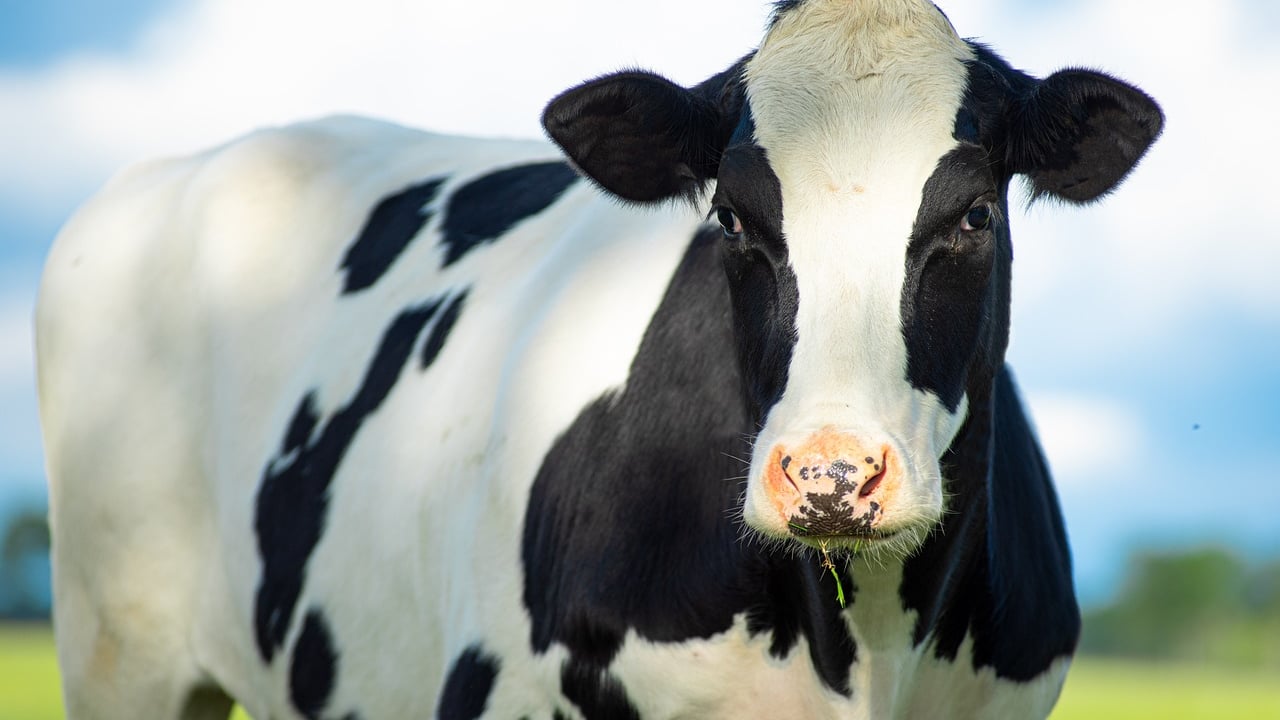 FDA confirms 'presence' of bird flu virus in pasteurised milk samples in US