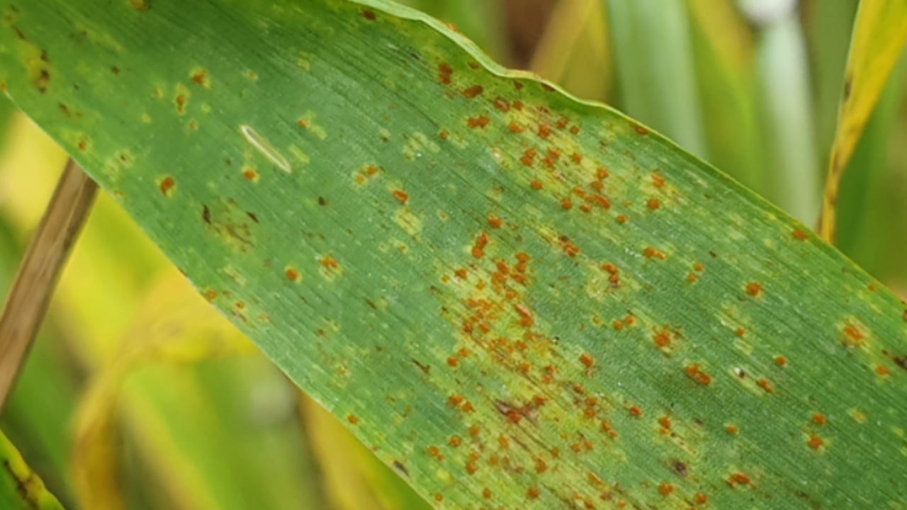 Challenging disease spectrum on winter wheat and winter barley