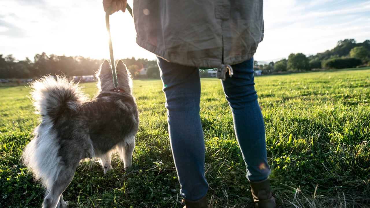 INHFA: One department should be responsible for dog control