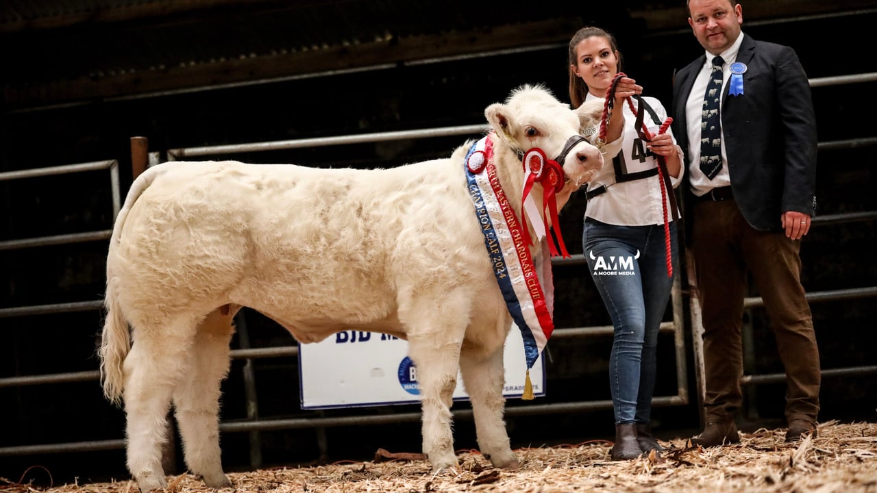  Rockvalley Udaya ET overall champion of the North Eastern Charolais Calf Club's Rising Stars Calf Show. Source: A Moore Media