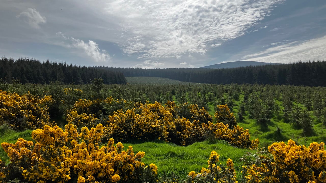 Included in one of the forestry portfolios currently for sale is  Ballinascorney Forest in Co. Dublin Source: TWM