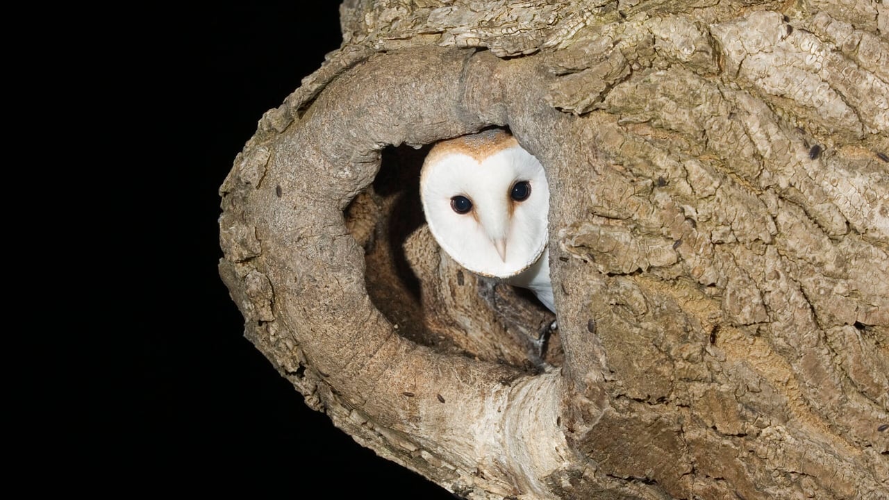  Barn owl in ash tree nest.