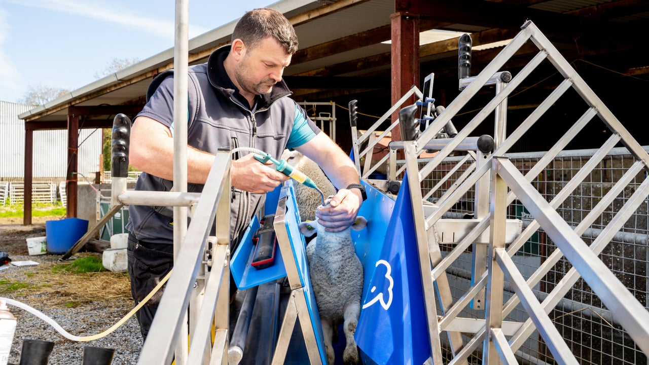 Brian Nicholson drenching sheep in his new Cotter Crate