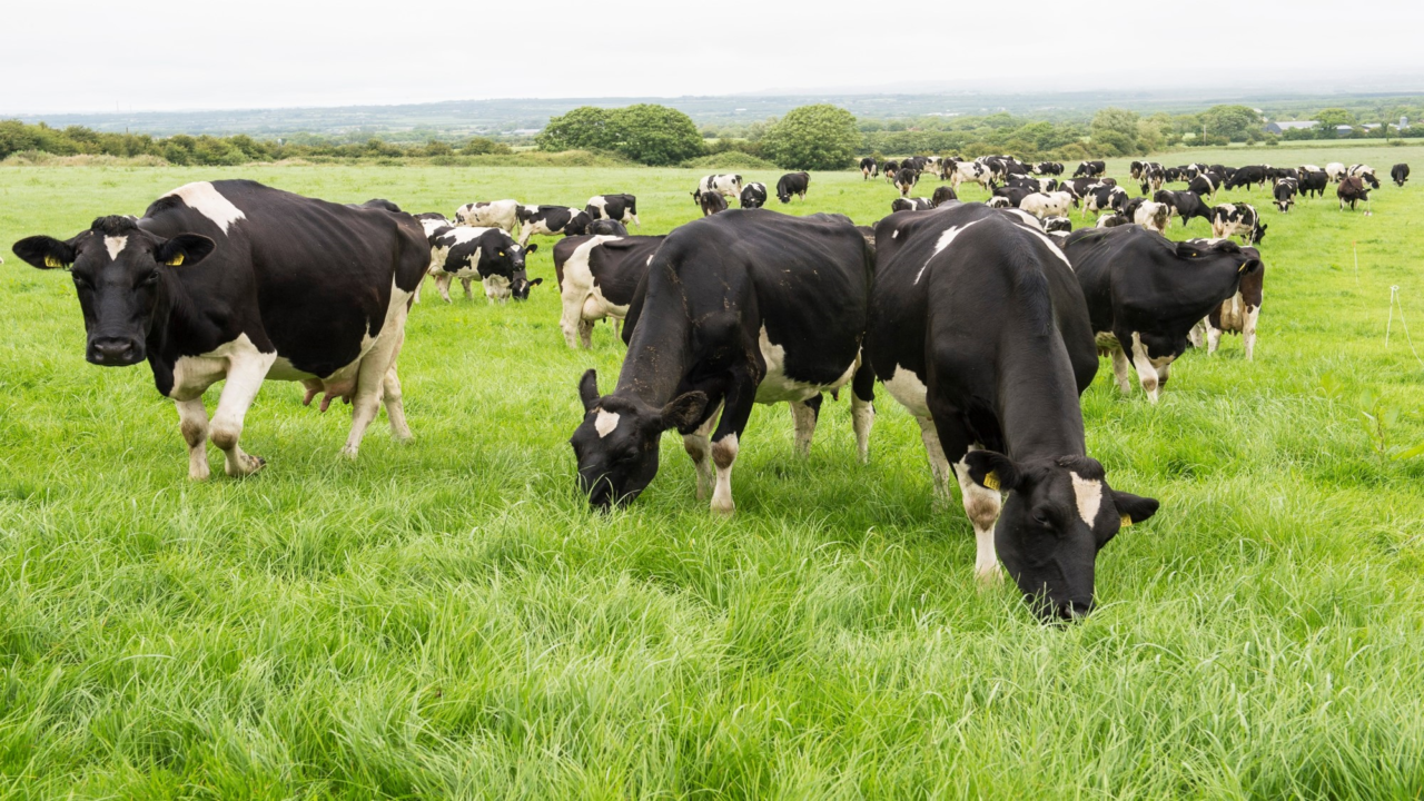 Maintaining mid-season protein and solids through grass quality