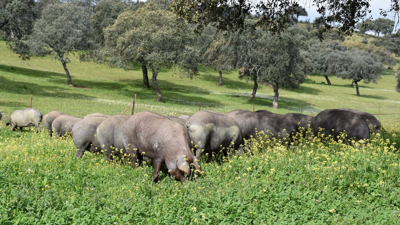 The pigs are slaughtered around 20 months to 24 months old