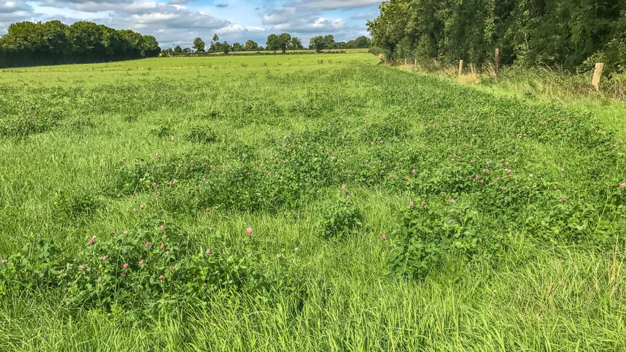 Red clover: Advice on benefits and management tips