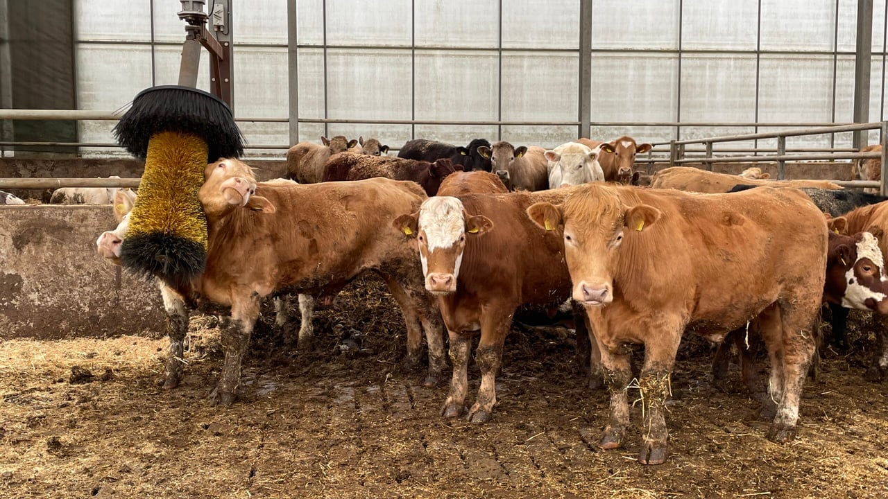 Has beef price peaked or is the best still to come?
