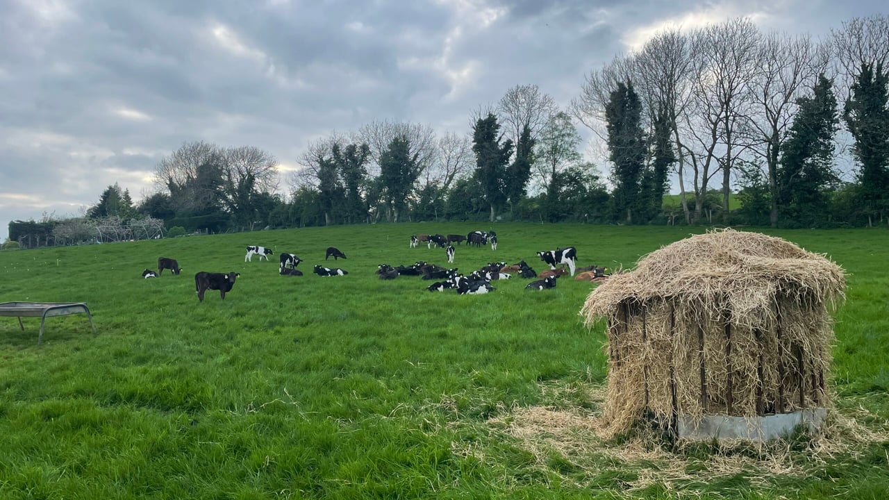 Beef focus: Facts and figures from Kildare calf to beef farm