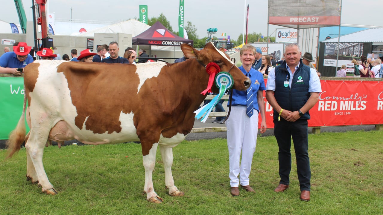 The Ayrshire Champion at Balmoral Show 2024