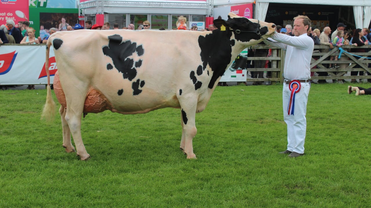 The Dairy Inter-Breed Champion at Balmoral 2024 Mostragee Bomber Louise