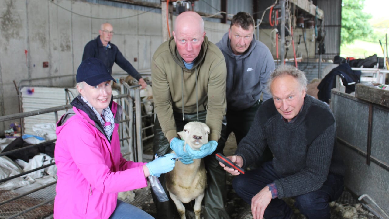 Genotyping EasyCare ram lambs: Dr. Emily Clark, Roslin Institute and Campbell Tweed, Cairncastel, Co. Antrim.
Helping to manage the sheep: Donal Ward  (centre) Noel Frew (back right) and Alan Magee (back left)