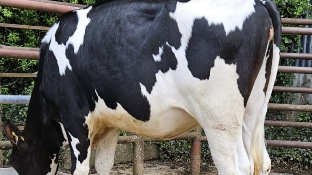 Prices reach 4,600gns at Carnaross dairy sale