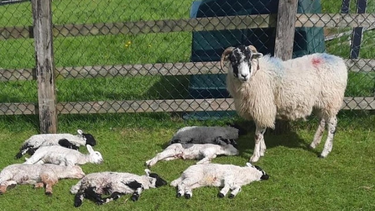 Lambs killed in dog attack in Louth. Image Source: Louth County Council