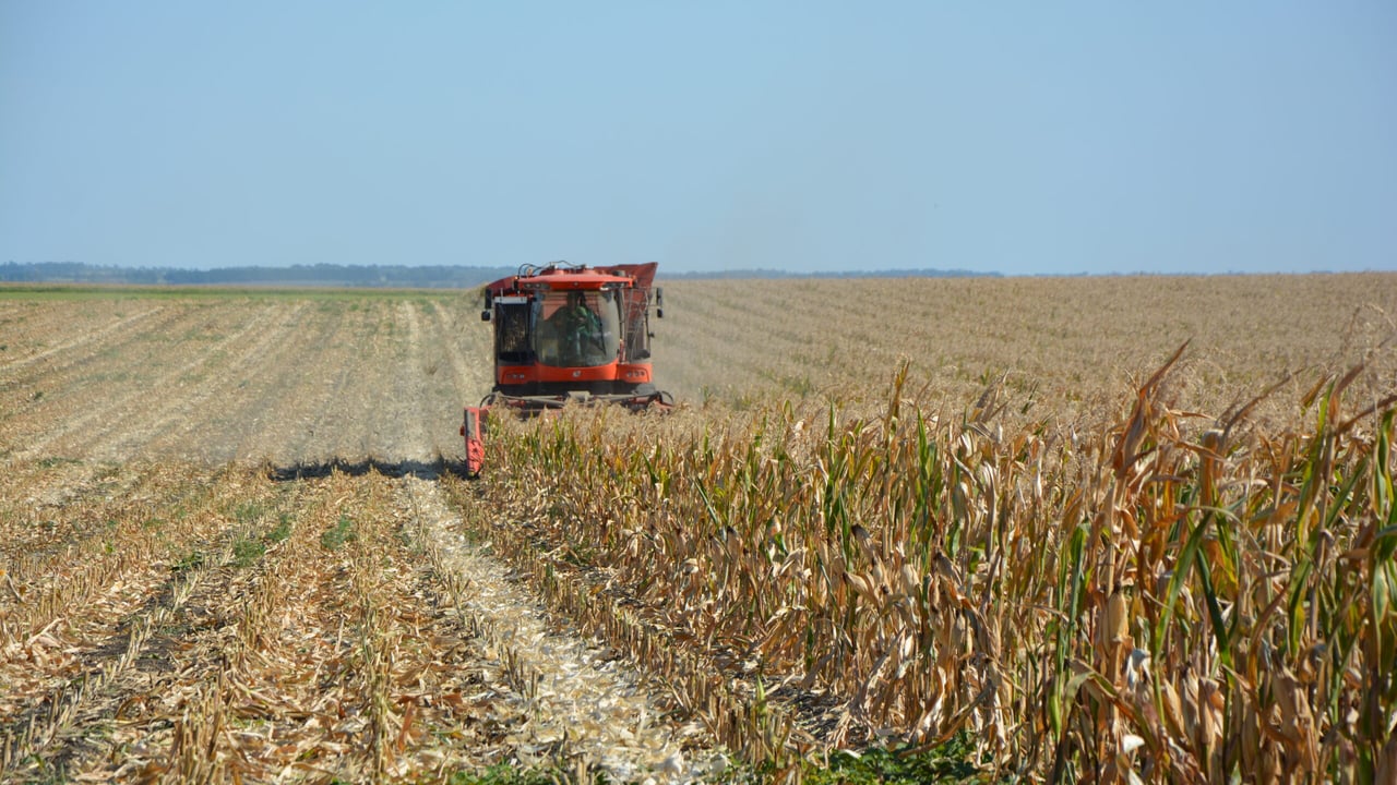 Source: Ukrainian Seeds Association/MAIS Company