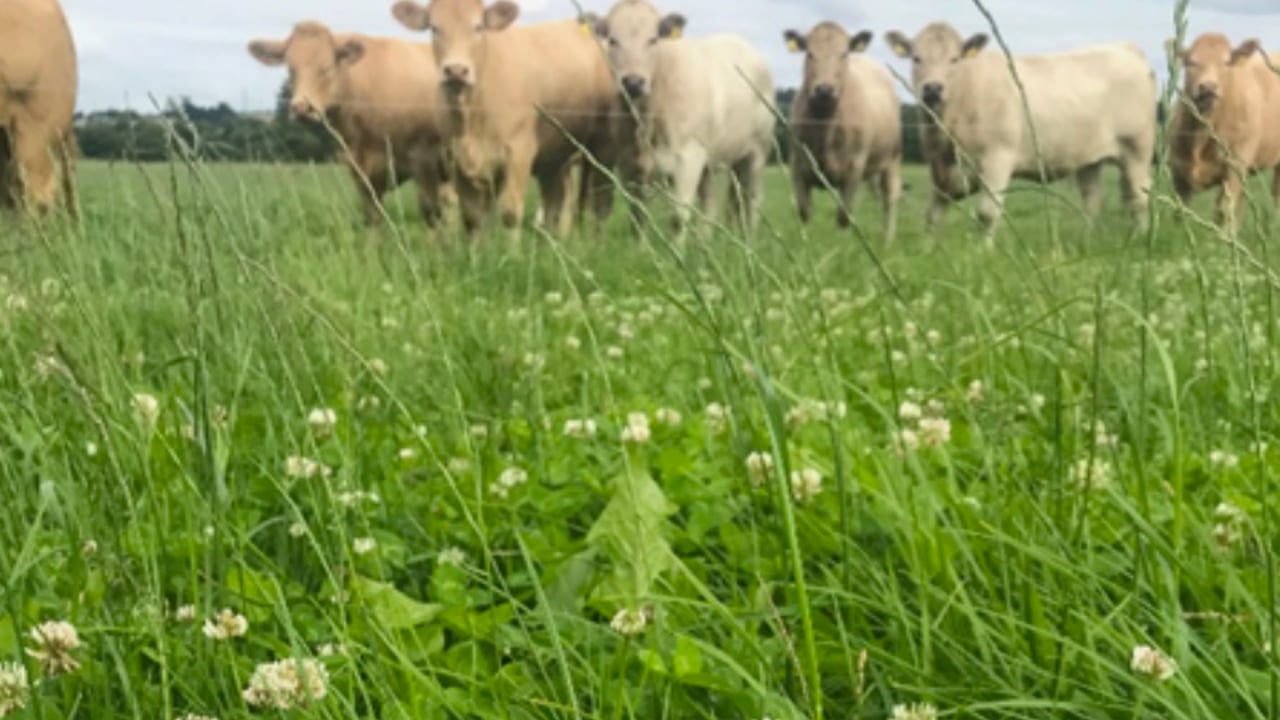 A post-emergent spray should be targeted approximately six to eight weeks after reseeding 
