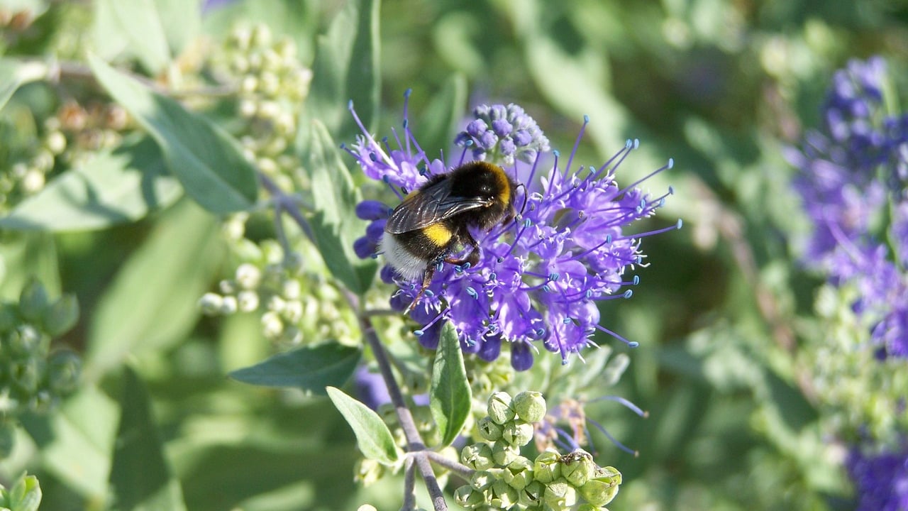 Study: One third of bees threatened with extinction