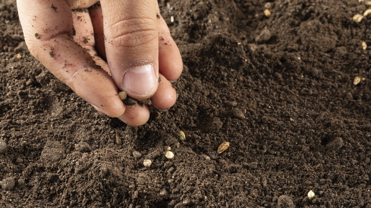 Irish Seed Savers among 139 groups calling for improved EU law