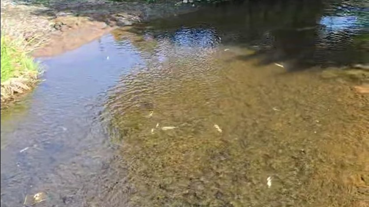 Investigations ongoing into Antrim fish kill following slurry discharge