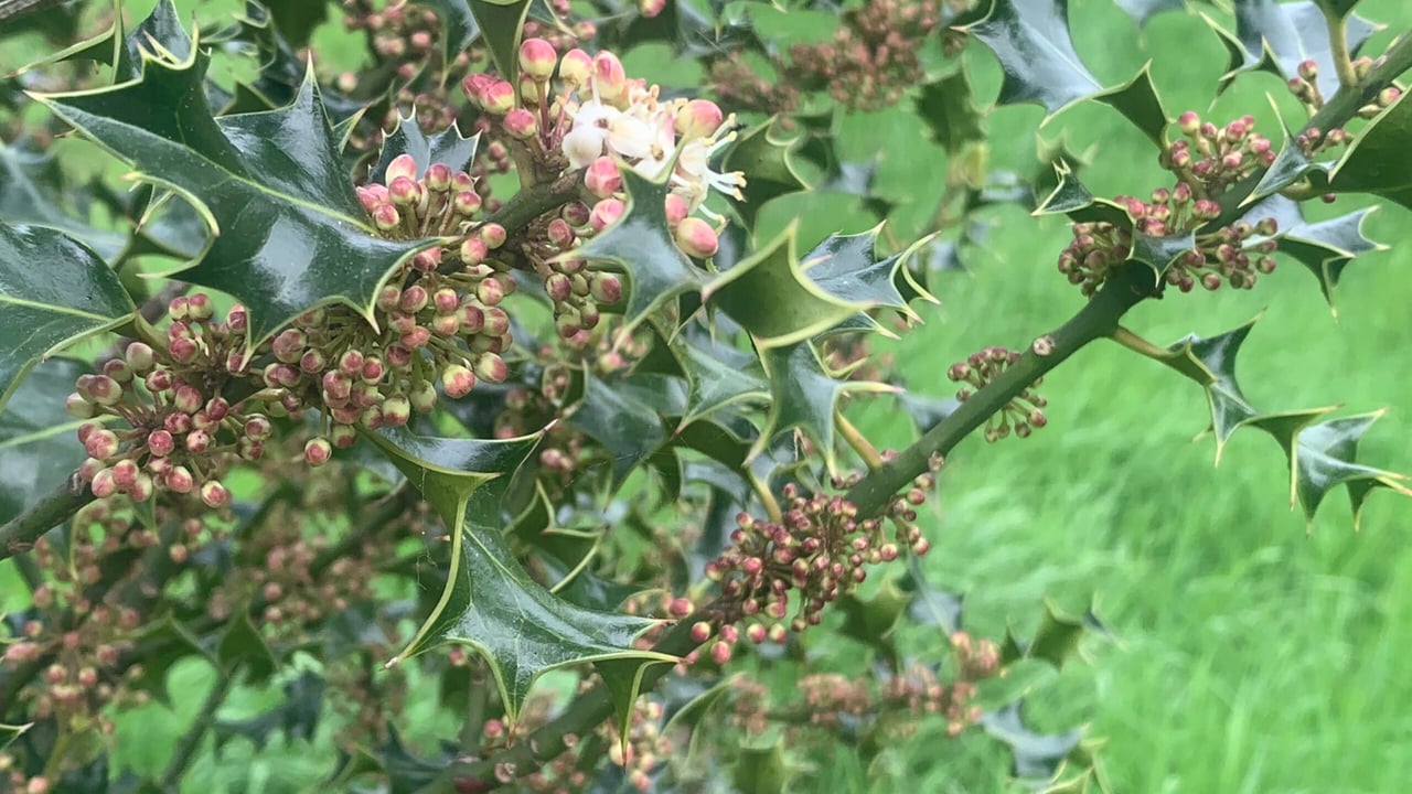 A holly bush in full flower