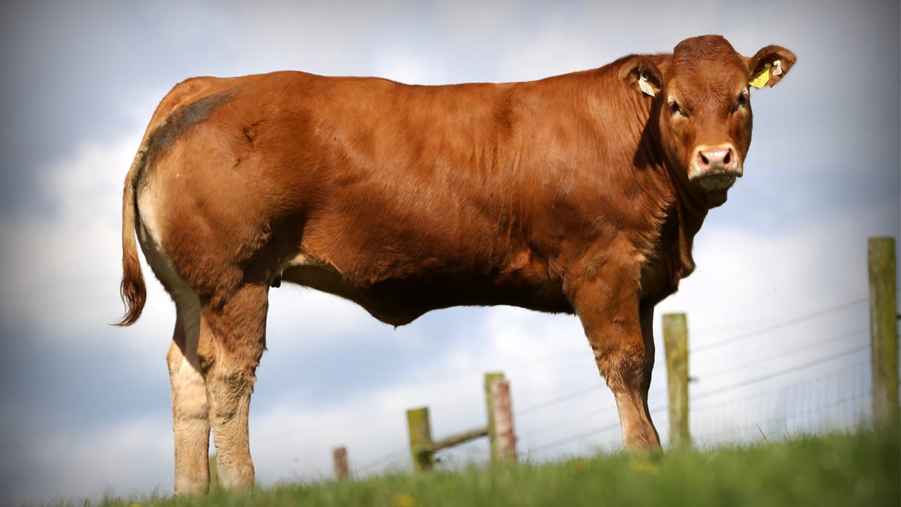 Lot 13 - Baileys Utopia 