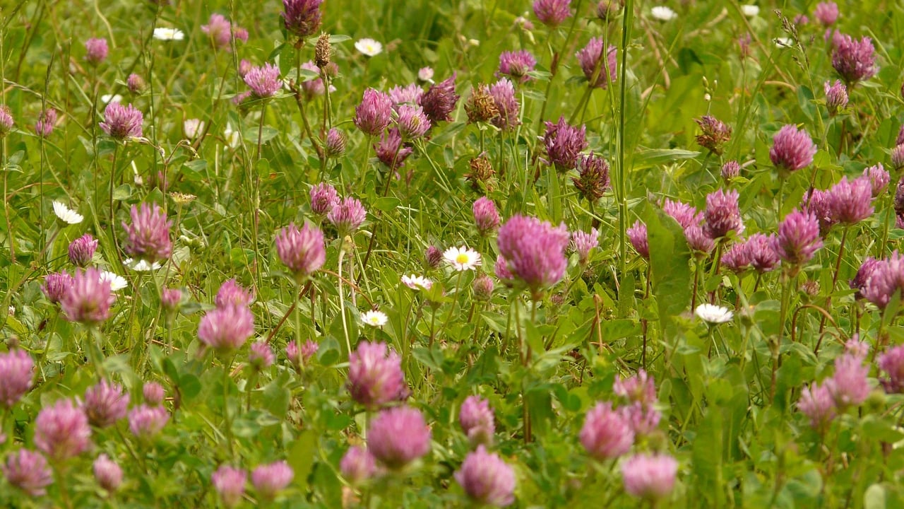 Red clover