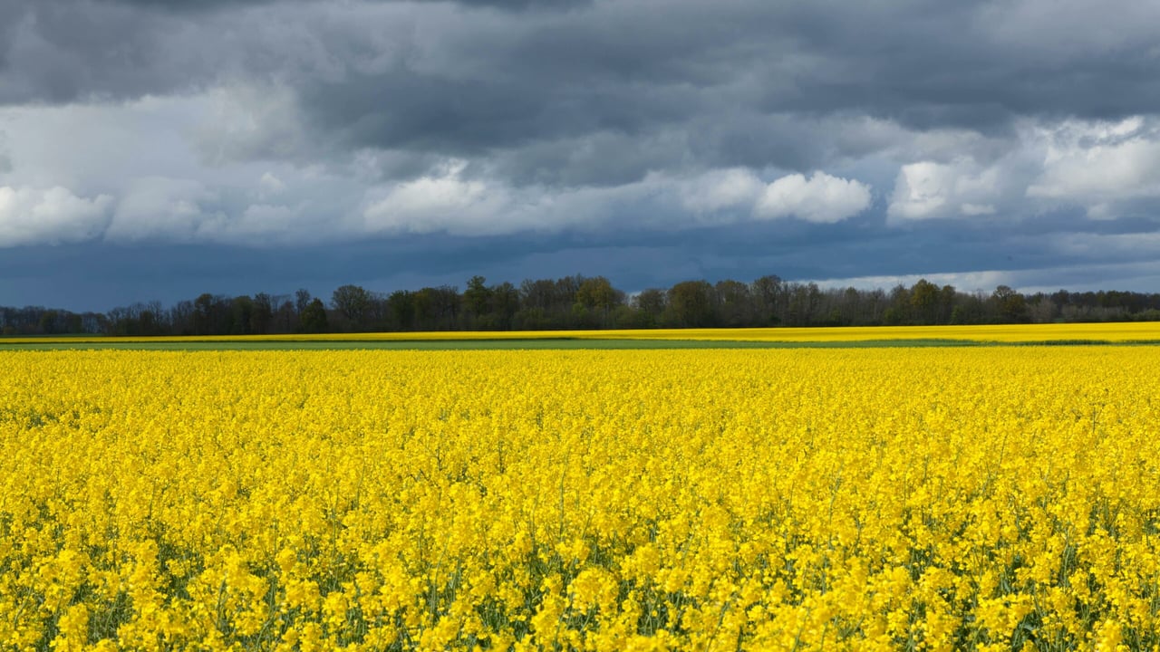 Councillor issues warning to dog owners near rapeseed fields