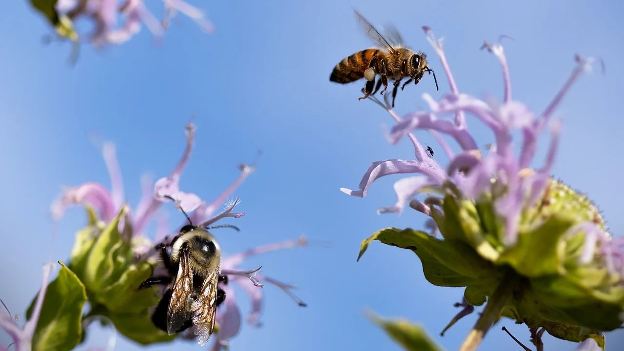 Galway set abuzz ahead of first Wild Bee Festival