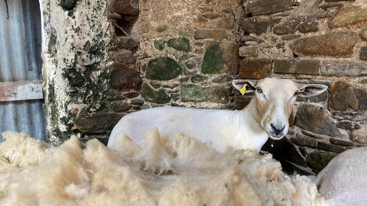 A sheep shorn in Co. Wexford last week Source: Liam Ryan