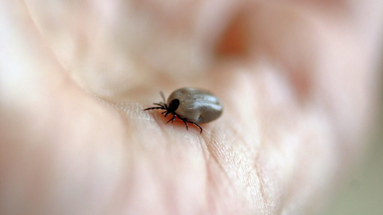 Reminder that milder winters means increase in Lyme disease risk