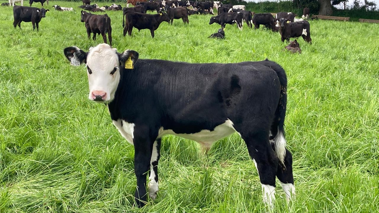 Update: Silage, grazing and MSS trial on ABP Demo Farm