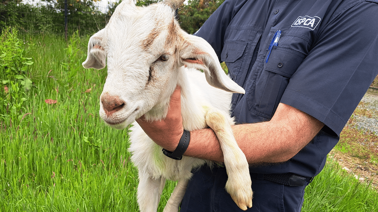 Kid goat 'Ivy' rescued by the ISPCA Image source: ISPCA