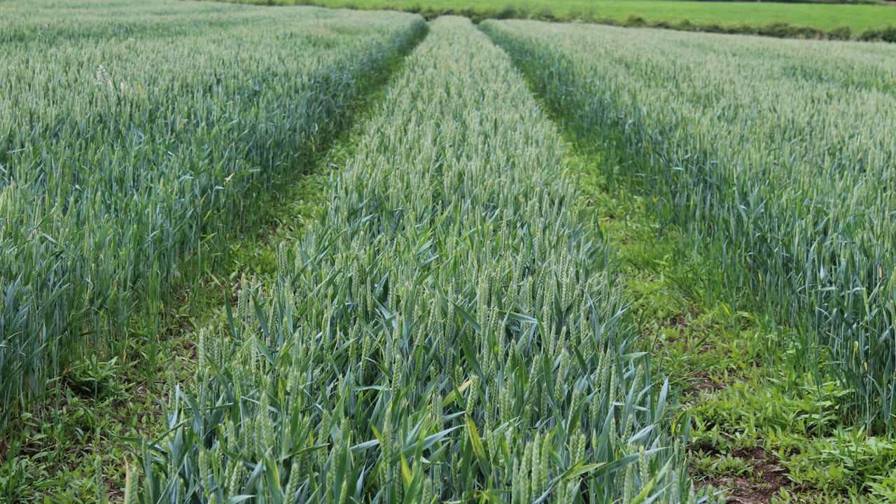 Tillage: Potential for winter cereals to bring high yields this year
