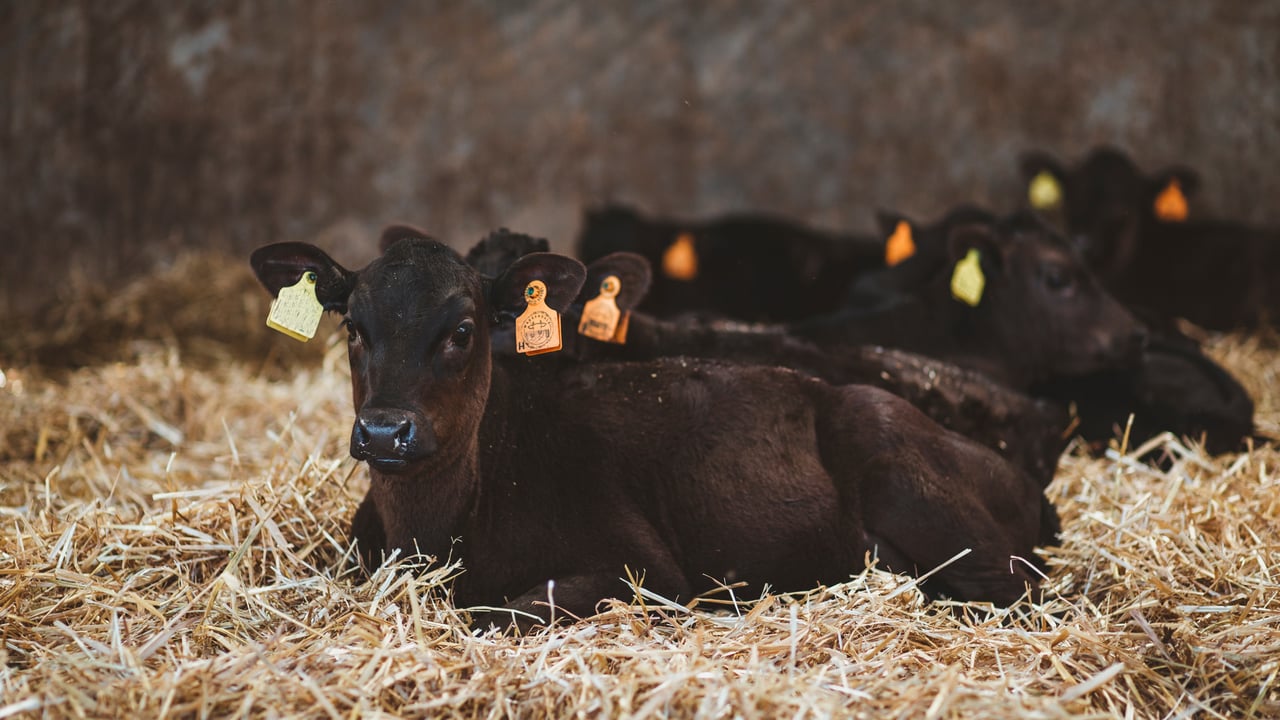 Dairy farmers: Have you considered Wagyu beef production?