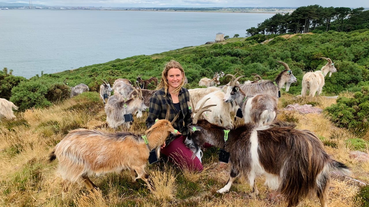 Goat herder on Howth Head, Melissa Jeuken