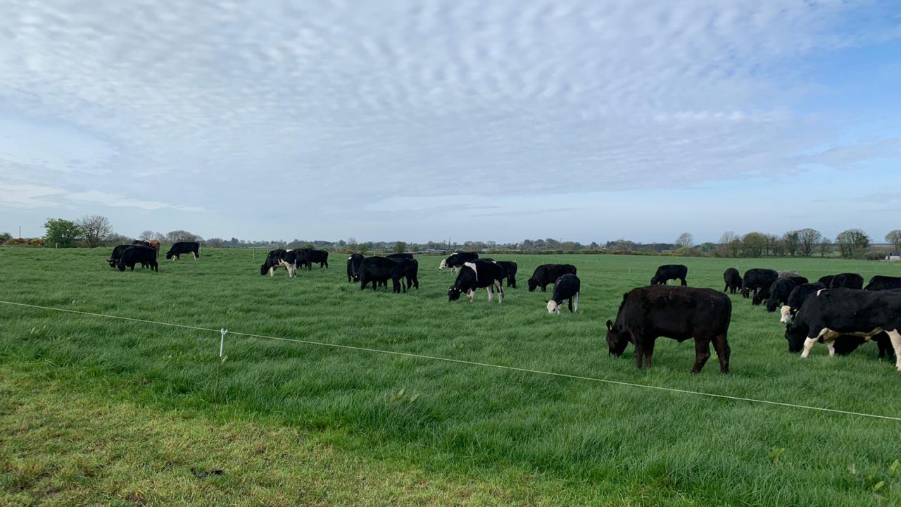 When is it time to treat cattle for internal parasites?