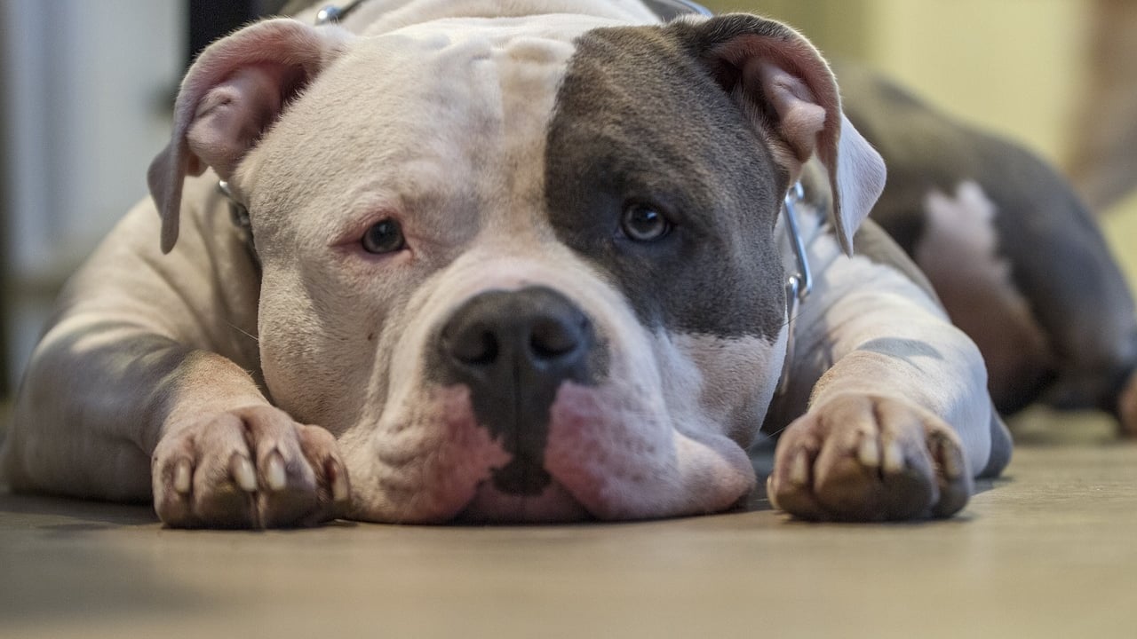 Issue of restricted breeds to be prioritised by dog control group