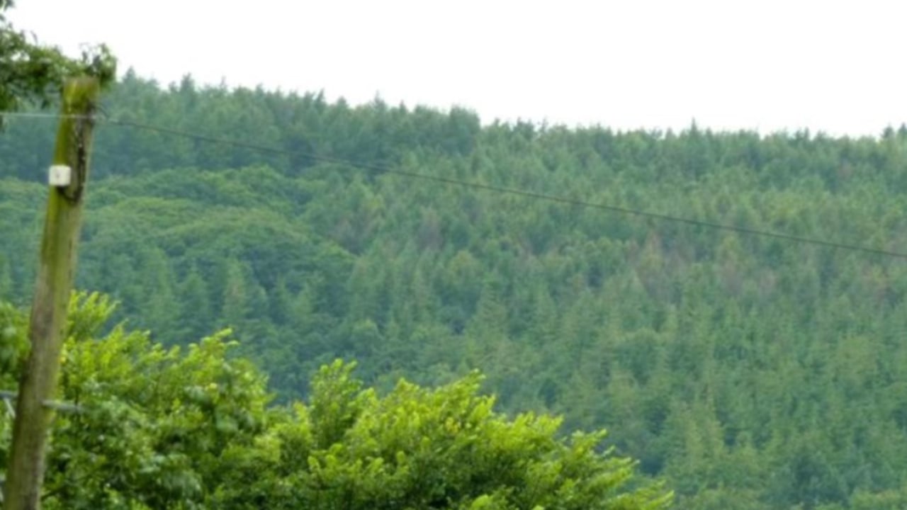 DAFM examines reconstitution scheme for Japanese larch forests