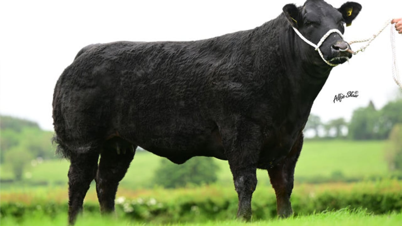 £18,000 paid for an in-calf heifer at Jalex Select sale