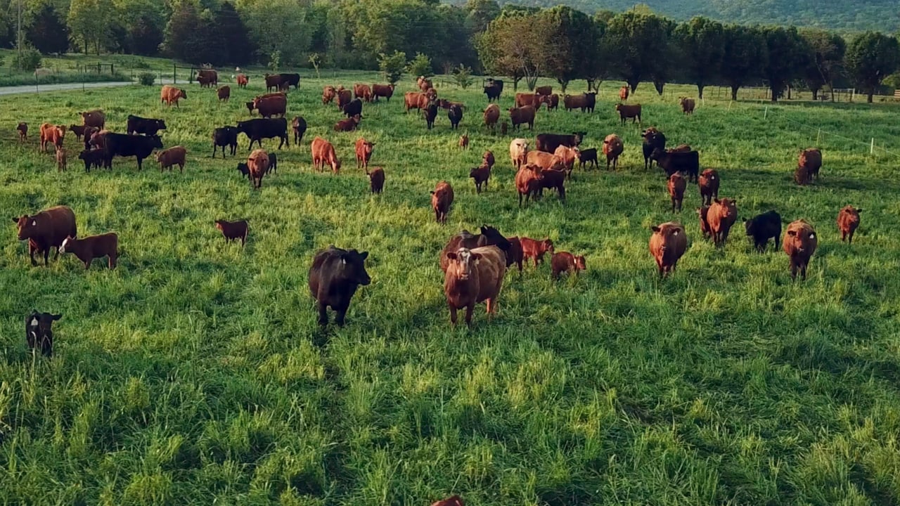 Cattle grazing Image source: Roots so Deep website