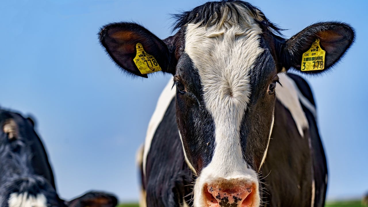 Warning that dairy sector could face 'massive restructuring'