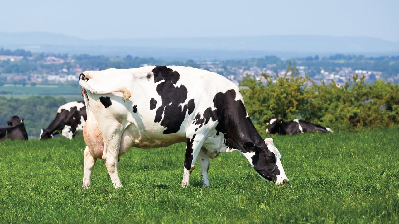 The IHFA is responsible for the herdbook of Holstein Friesian cattle