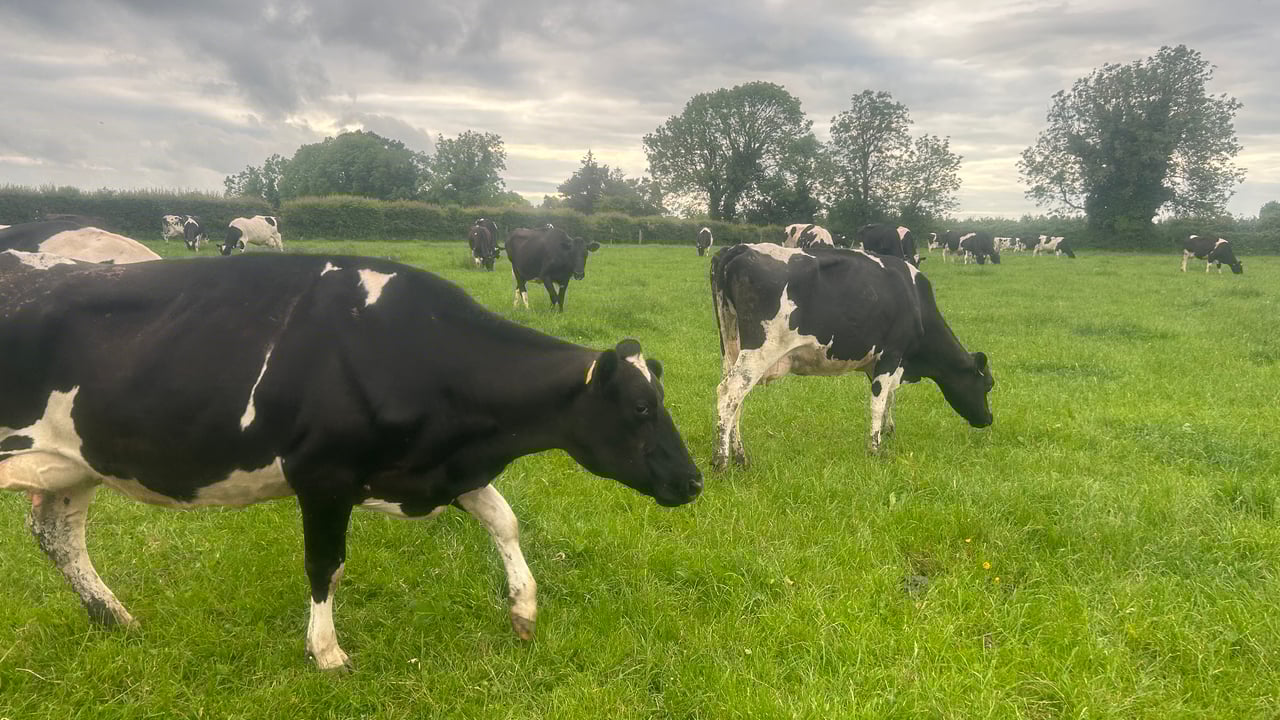 Dairy advice: Developing a herd health plan for 2025
