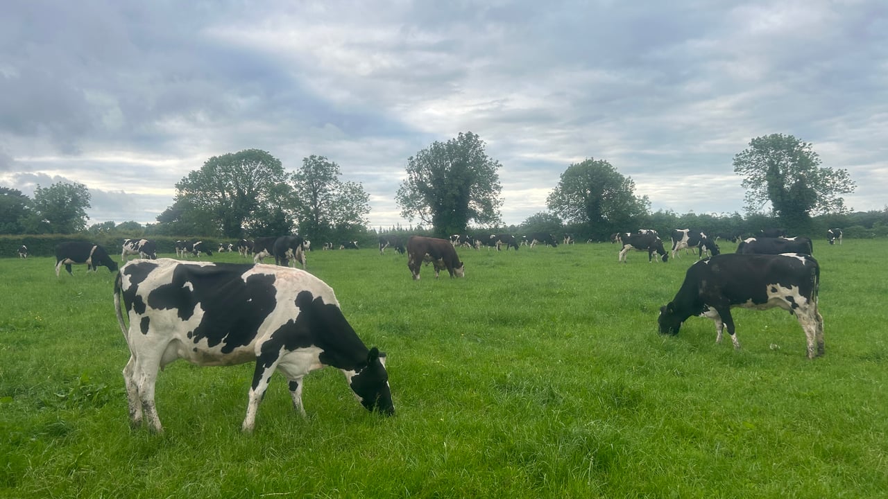 Carbery campaign 'to champion' west Cork dairy farmers