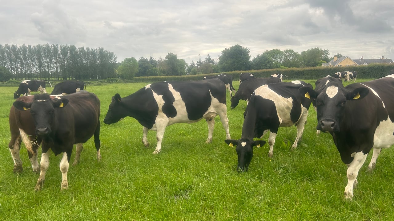 Bridge the nutritional gap to keep milk production up