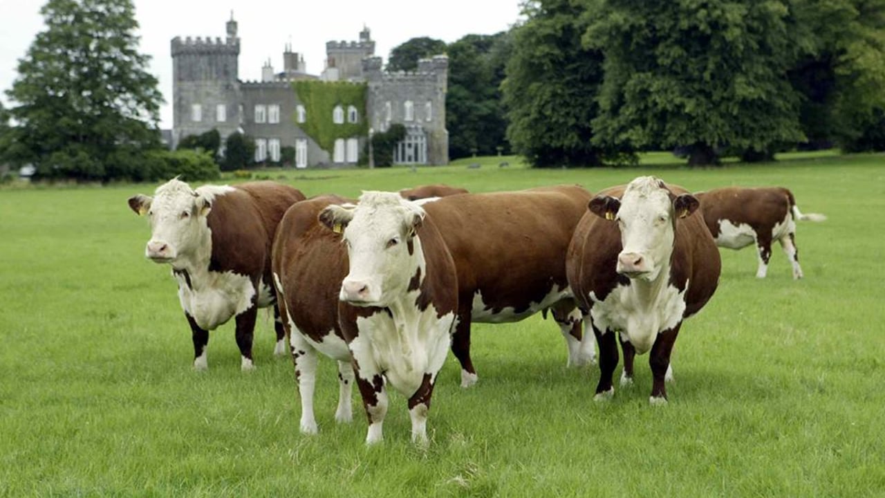 Irish Hereford Breed Society seeks new breed secretary