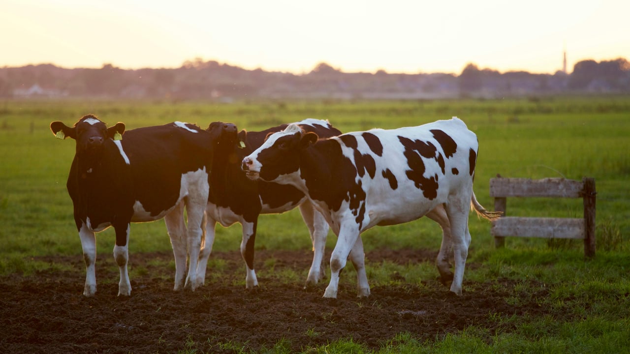 Dairy farmer to host 'Farming for Nature' walk to regenerate forests